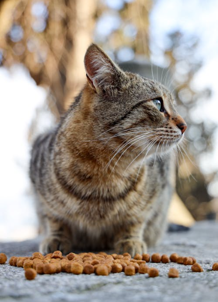 How to Store Tiki Cat Kitten Food Properly