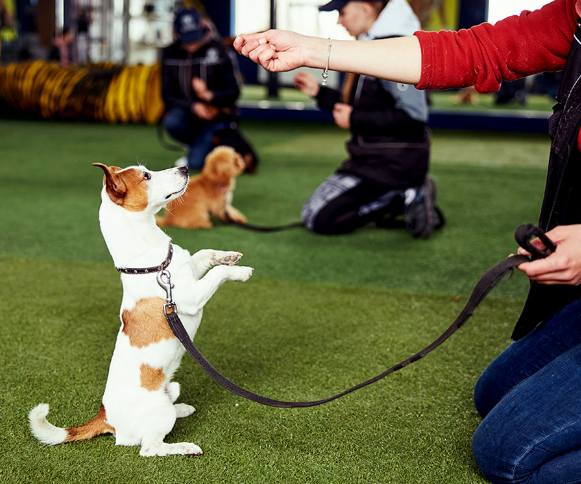 Effective Techniques for Dog Training Success