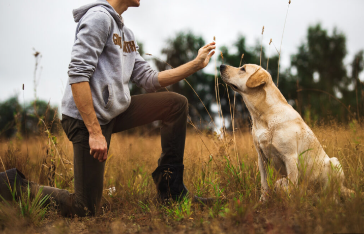 How to Socialize an Aggressive Dog Successfully