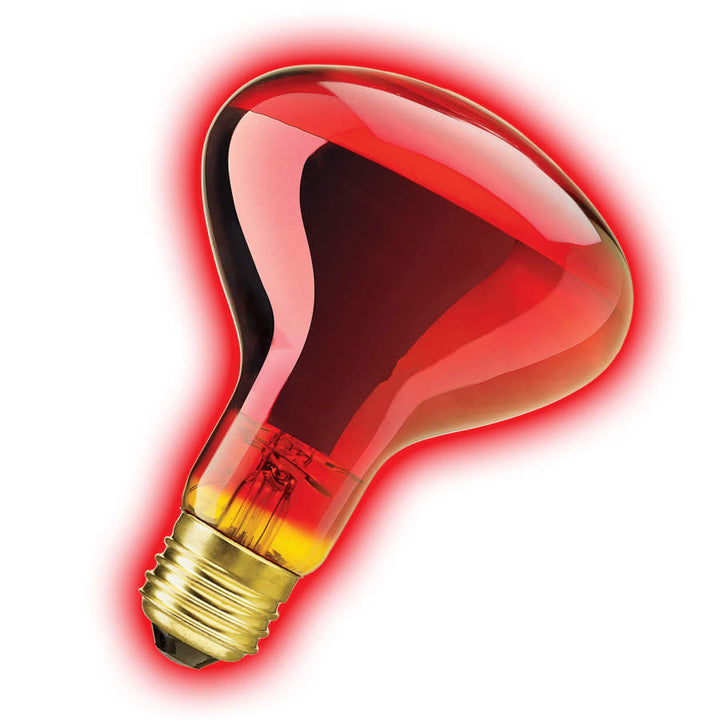 Zilla Incandescent Spot Bulbs Night Red 1ea/75 W-