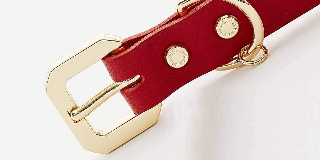 Golden Spike Red Collar-