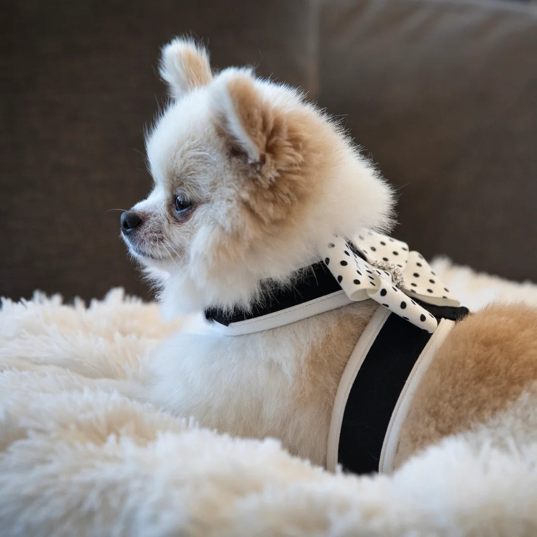 Polka Dot Nouveau Bow Tinkie Harness with White Trim-