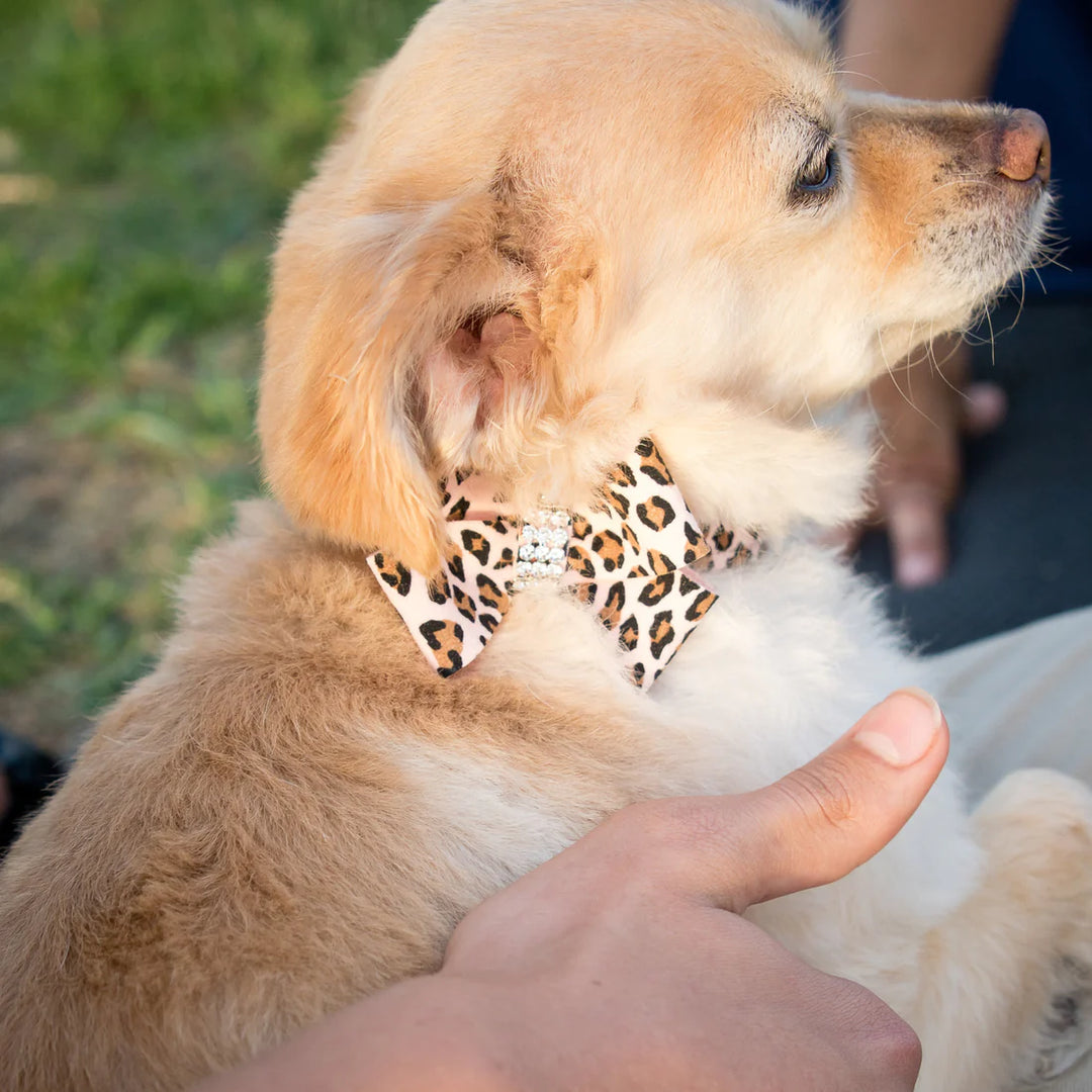 Cheetah Couture Nouveau Bow Collar-