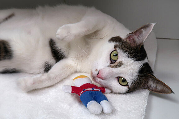 Multipet Mr. Bill Cat Toy 4 inch-