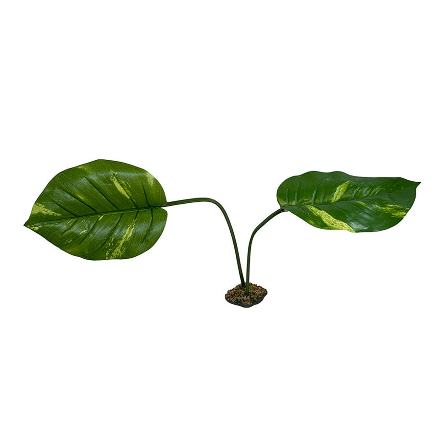 Komodo Guiana Plant 1ea/Jumbo-