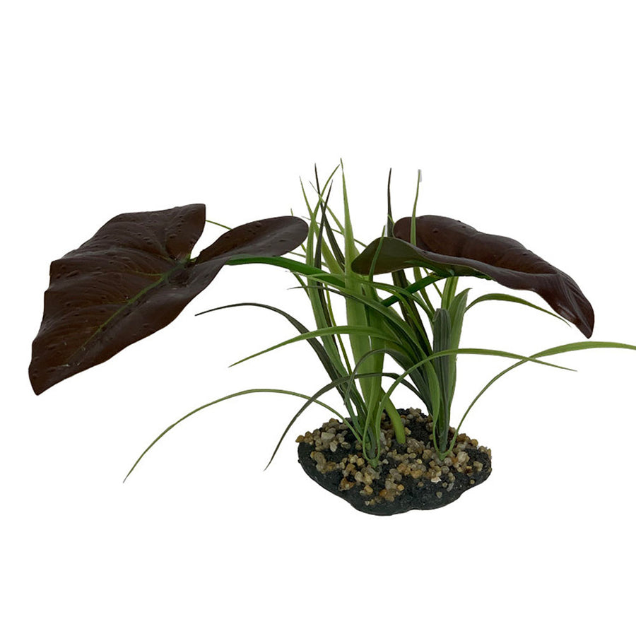 Komodo Rainforest Canopy Plant 1ea/10 in-