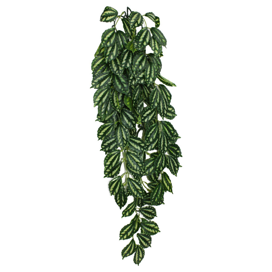 Komodo Two-Toned Leaf Hanging Plant 1ea/LG, 26 in-