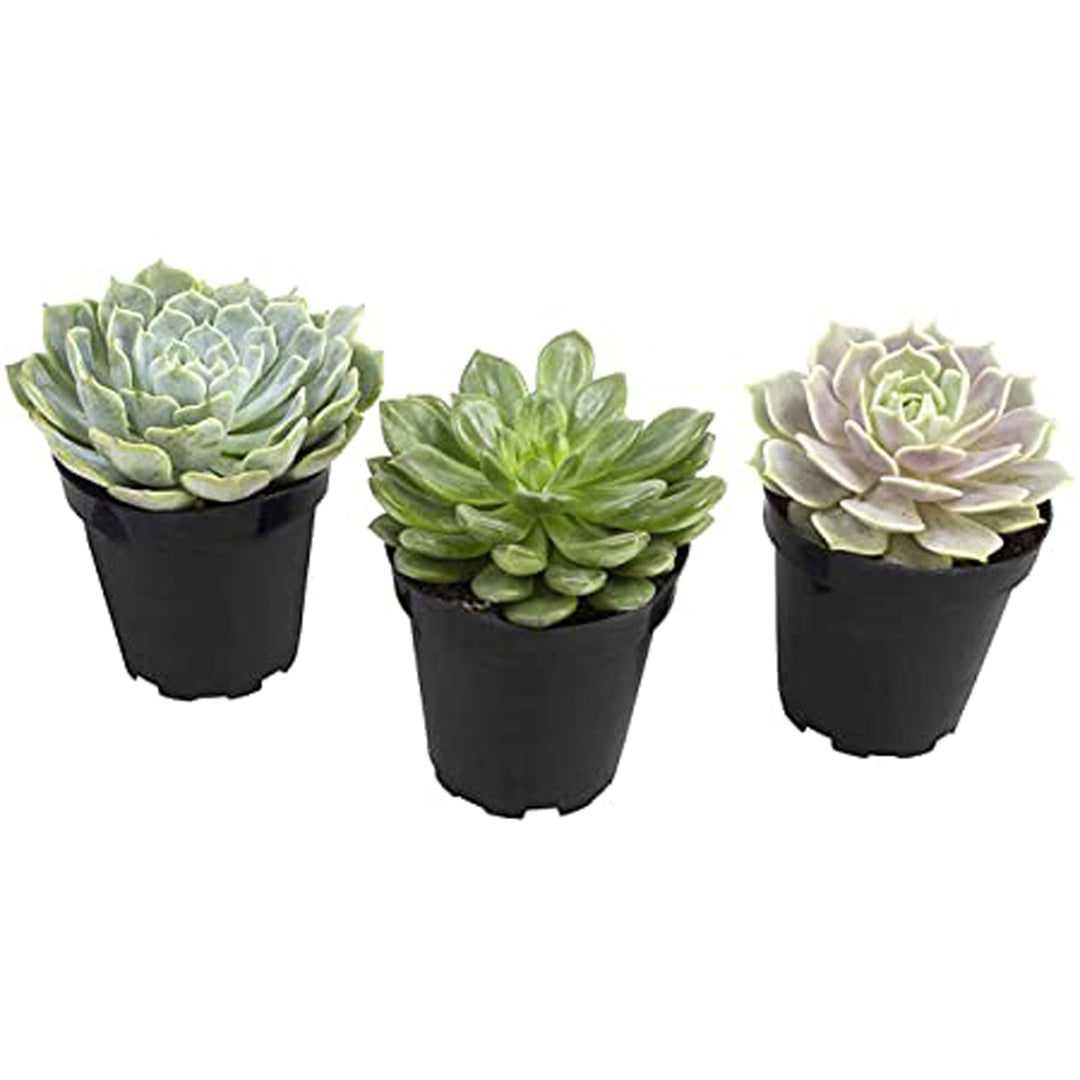 Komodo Desert Succulent Plant Yellow & Green 1ea/3 pk-