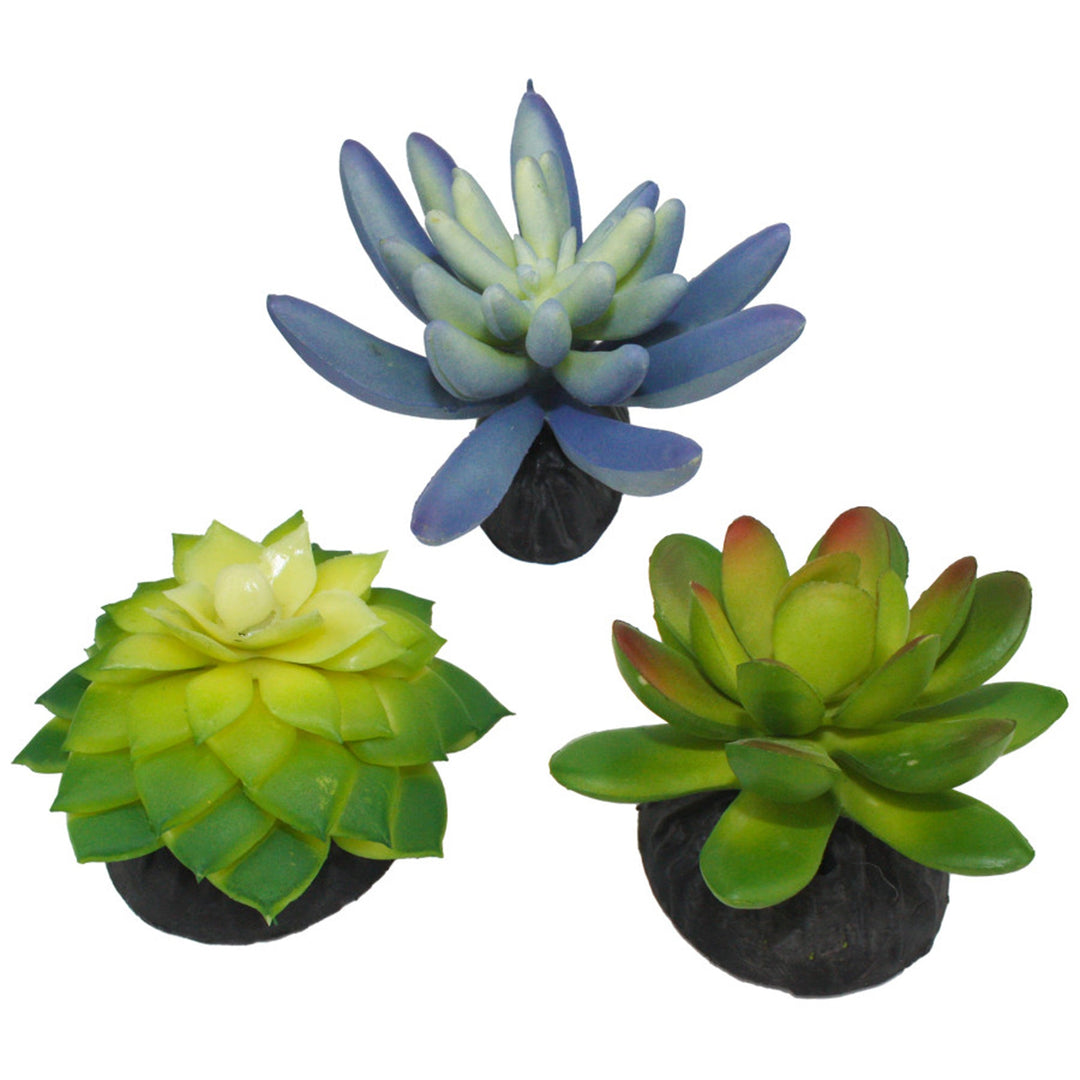 Komodo Desert Succulent Plant Blue & Green 1ea/3 pk-