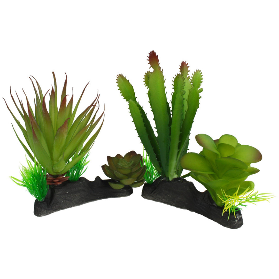 Komodo Cactus & Succulent Plant 1ea/One Size-