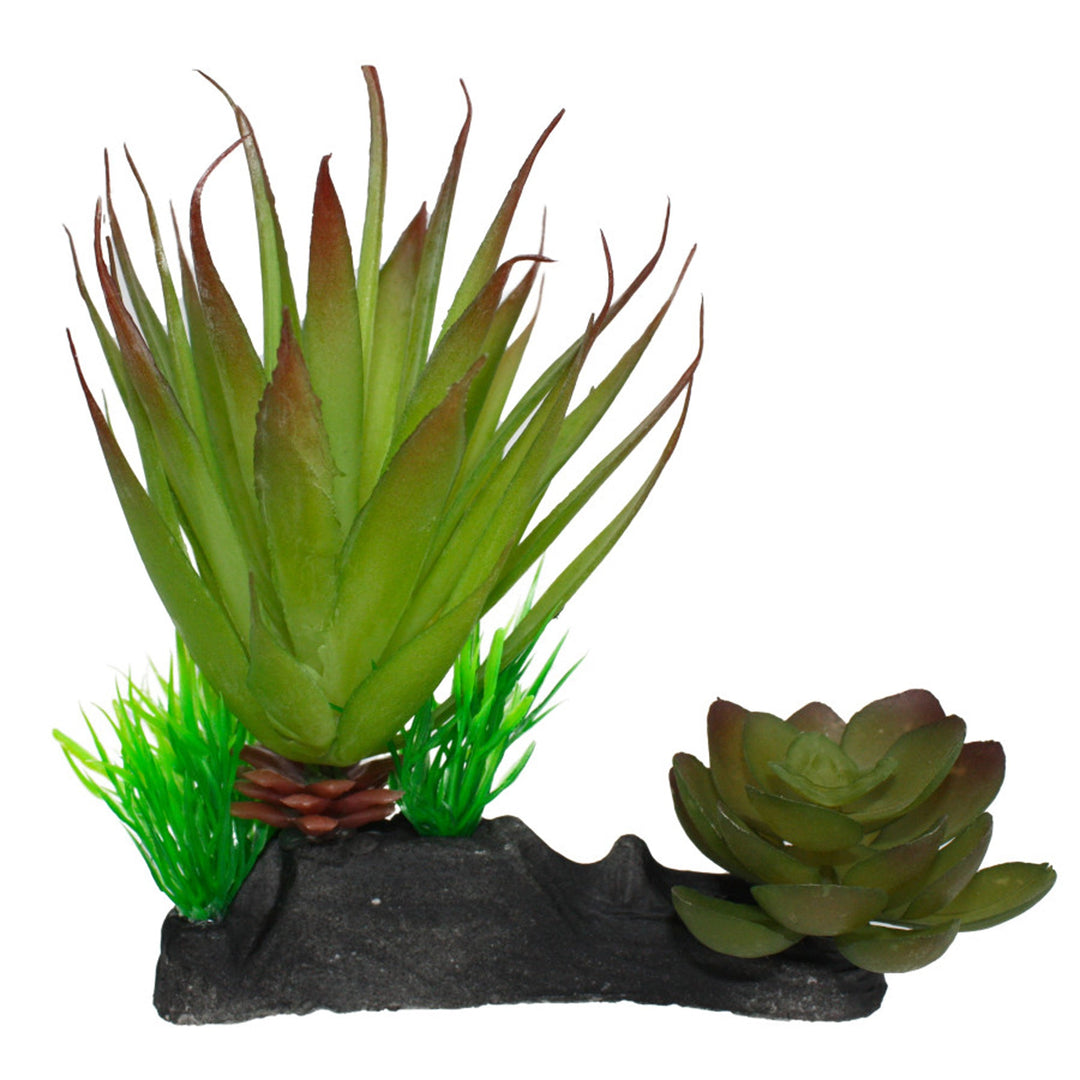 Komodo Succulent Plant 1ea/One Size-