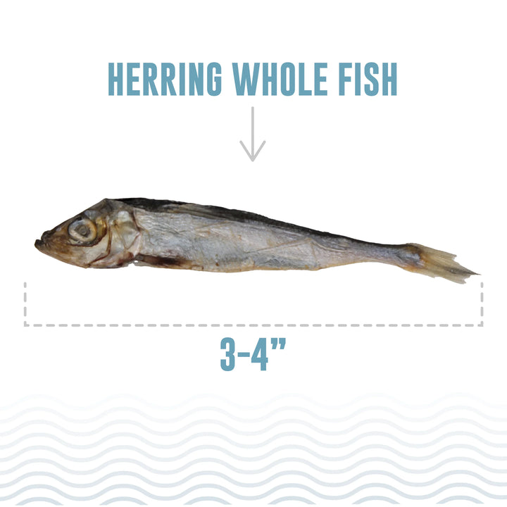 Icelandic Cat Herring Whole Fish 1.5oz.-