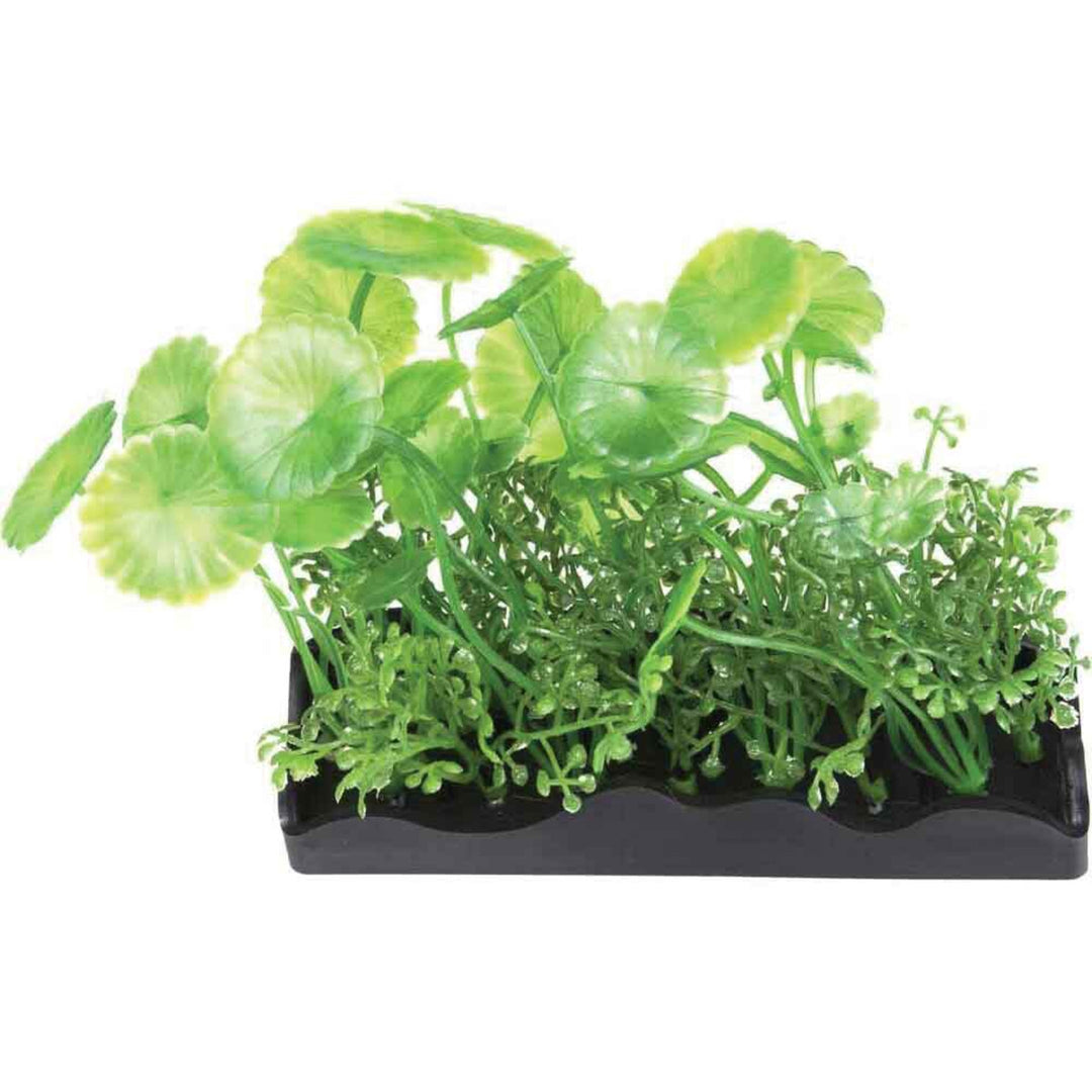 Penn Plax Pennywort Bunch Plant Medium - 1 count-