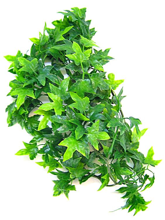 Zoo Med Natural Bush - Congo Ivy Aquarium Plant - Small (8"-10" Tall)-