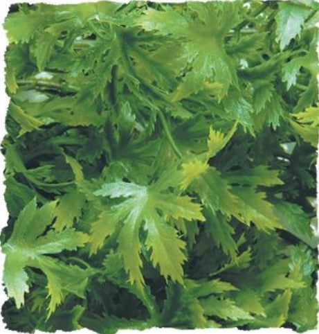 Zoo Med Malaysian Fern Plant - 1 count-