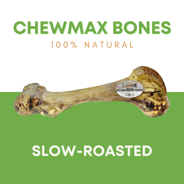 Femur Beef Bone-1-Individual-